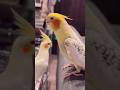 Cockatiel Singing Cookie Cookie Song #birds  #cockatiel #cockatielsinging #shotrs