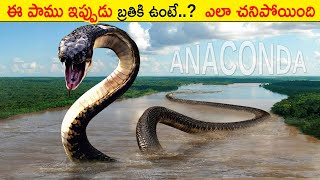 ఈ  పాము మిమ్మల్ని మింగేస్తే..? What If Anaconda Swallows You? - BS Facts