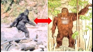 Is Bigfoot Really A Gigantopithecus?