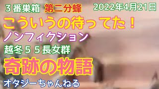 日本みつばち 分蜂　３番巣箱　第二分蜂　越冬５  ５長女群　2022年４月21日