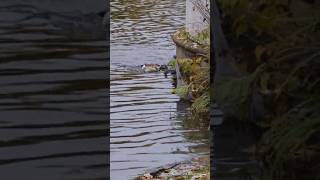 Eqyptian goose attack Duck Female / Nilgans attackiert Ente Weibchen Ebertpark - Ludwigshafen