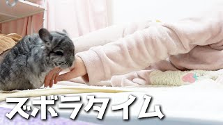 飼い主をダメにするチンチラさん