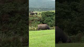 Water Buffalo in Qingtiangang Grassland #buffalo #animals #green #grass #shorts #travel #trip