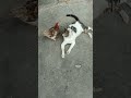 Fight in Cat🐈 and Hen🐔 Billi or Murgi Me Ladai Cat and Hen fight #short #viral