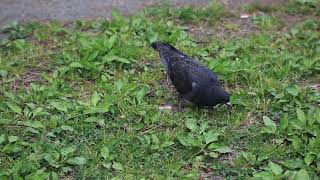 カラスバト　天然記念物　2020年5月　Japanese wood pigeon