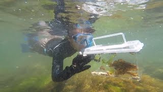 2018.7.27 snorkeling  Sasagawanagare/Niigata 娘とシュノーケリング　笹川流れ　カレイ・カワハギ・アイナメなどなど　即席水族館