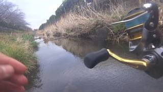 コンパクトロッドで小物釣り　黒目川　いつもより上流編　黒目川にやばい外来種も