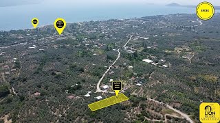 Erdek Belkıs Mahallesinde Kadastro Yoluna Cephe 875 M2 Fırsat Zeytinlik