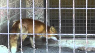 2011年10月20日　おびひろ動物園　キタキツネ　北斗