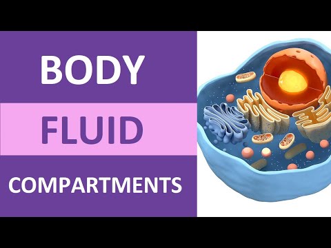 How many body fluids do we have?