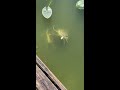 monster redtail catfish breeding pond they love bread shorts fish pets cats