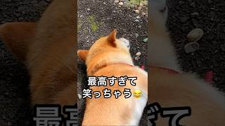 最高すぎて笑っちゃう😂 柴犬コロ🐕 #shorts #柴犬コロ #癒し #可愛い #おもしろ #最高 #やばい #おすすめ #犬 #動物 #ペット #shibainu #dog #cute