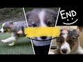 おてんば 子犬 『抱っこ紐お散歩』は、おとなしい【 border collie 】 ボーダーコリー の 子犬