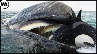 When an Orca Wants to Eat a Whale's Tongue