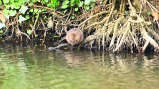 The Water Vole \u0026 The Moorhen - Clip 3