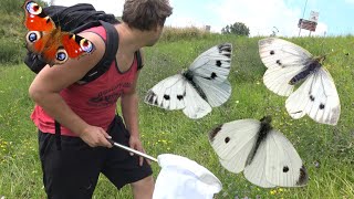 Cabbage White Butterflies \u0026 More: Bart Coppens explores TIEL  (Netherlands) Butterfly Tour