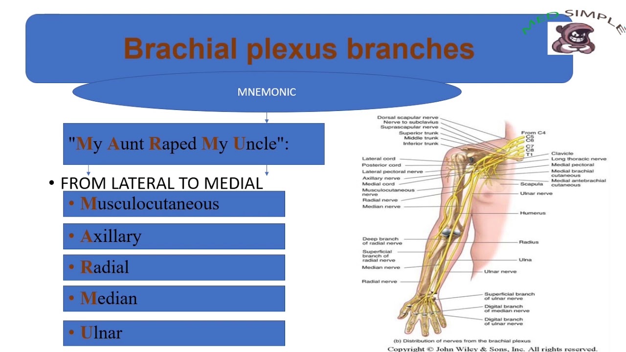 BRACHIAL PLEXUS Made Simple - YouTube