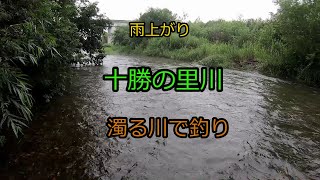 北海道十勝　里川のポテンシャルもすごい！濁り増水なんて関係ない！！里川ルアーフィッシング