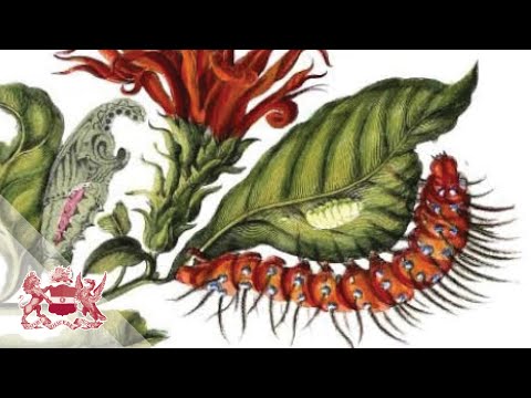 A curious performance: Maria Sibylla Merian and the art of natural history Kate Heard