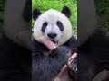 ASMR panda😭🤣🤣