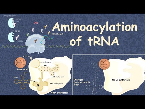Why are aminoacyl tRNA synthetase important?