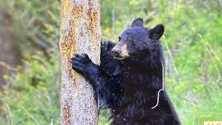 Knowledge 8 Lesson 5 (Grade 1) - Animals of the temperate deciduous forest habitat