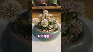 화춘 꽃이 만개 했어요 향기가 최고네요 #다육식물 #다육 #다육이 #plants #다육화분 #국민다육 #화춘 #꽃