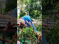 giant blue and golden parrot malaysia