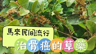 馬來民间流行治骨癌的草藥（ 桑奇生）你会用吗? manfaat pokok dedalu.