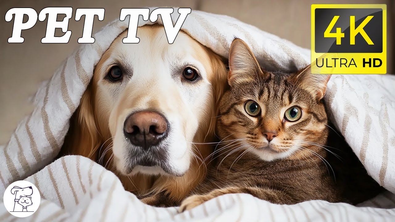 Deep Anti Anxiety Music For Dog Cat Relaxation Healing Music To Ease