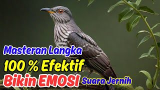 Masteran Langka - Bikin Murai Bunyi Terus  dalan Hitungan Detik