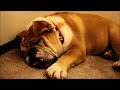 english bulldog lip snoring