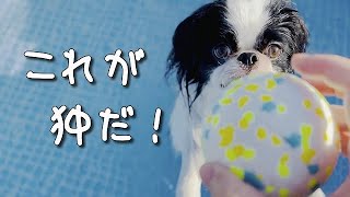 これがジャパニーズ・チン＜狆＞だ！