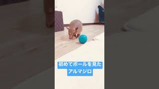 初めてボールを見たアルマジロ