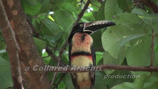 Wild Tropical Birds: Collared Aracari