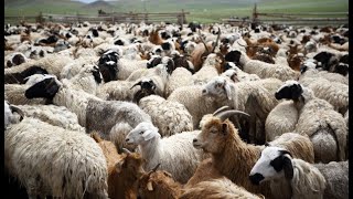 Sheep's 🐏🐑 and goats 🐐 🐐 sounds #cute #shorts #shortvideo #trending #sheep #goat #viral #video