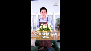 阳台宠儿金丝雀【天狼说月季】