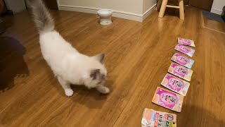 子猫用ウエットフード全種類から選んで初めて食べるひなた。