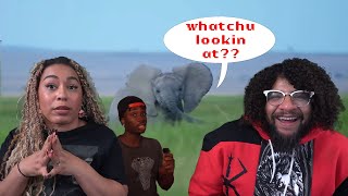 Why Elephants Make Bad Christmas Gifts!! | Casual Geographic Reaction