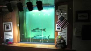 Counting Fish