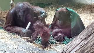 Orangutan Family Love ❤️