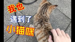 【霜】我也遇到了小猫咪！很黏人的那种~