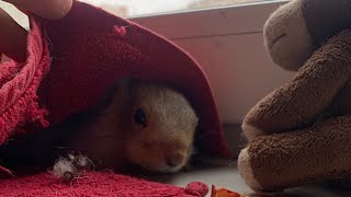 Белка Чип отдыхает после прогулки😎 #funny #youtubeshorts #squirrel #cute #youtube