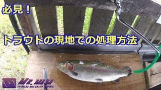 トラウト（マス）の下処理方法