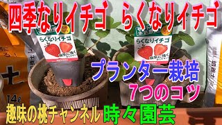 【四季なりイチゴ　らくなりイチゴ】　プランター栽培　7つのコツ　22/11/10