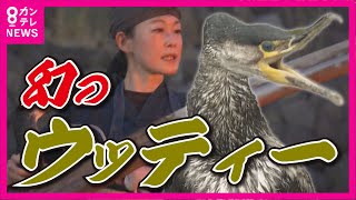 【放ち鵜飼 復活】全国の鵜飼が集結する中　約20年前に途絶えた伝統をお披露目　日本初の人工繁殖に成功した「ウッティー」が躍動　京都・宇治市【関西テレビ・newsランナー】