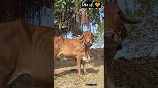 ||👳🏻🛖🥰🐄આ ગિર ગાય માં કાય નો ઘટે ||#ખેડૂત #ગામડું #cow #ગિર ગાય