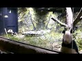 20240207 上野動物園　双子パンダ　お部屋で朝ごはんを食べているシャオシャオとレイレイ