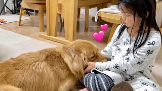 自分が犬であるのを忘れつつある大型犬の甘え方【ゴールデンレトリバーとミニチュアダックスフンド】