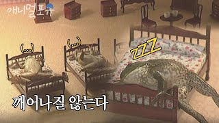 개구리를 최면에 걸리게 하는 이 방법.. 과연 통할까? | KBS 스펀지 041030 방송